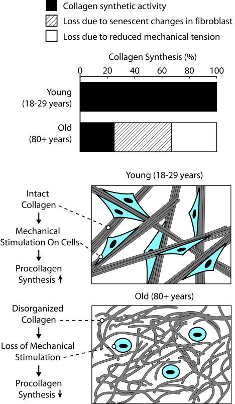 Diagram showing different collagen types and where they work in the body